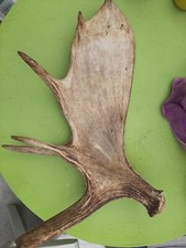 Schaufel Elch Geweih