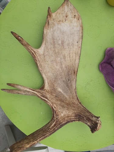 Schaufel elch geweih - elch,