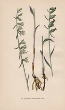 Epipactis microphylla ehrh - microphylla, ehrh.
