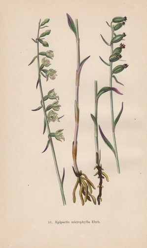Epipactis microphylla ehrh - microphylla, ehrh.