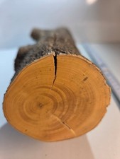 1 Stamm Drechselholz Buchsbaum