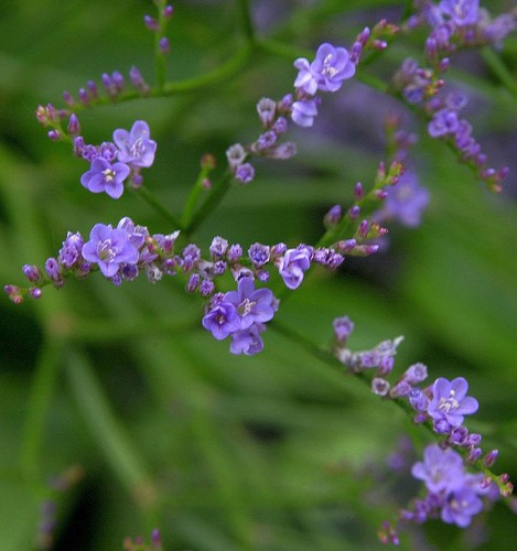 Meerlavendel blauer diamant - meerlavendel,