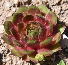 Sempervivum, Dachwurz, Sorte "Deimos", 4 Tochterrosetten