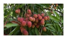 10x Freycinetia sp. Litchi