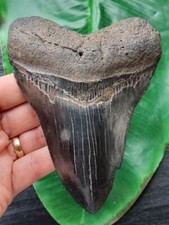 0cm beautiful black - 13.0cm, tooth