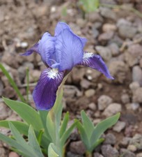 Zwergschwertlilie Tinkerbell - Iris barbata