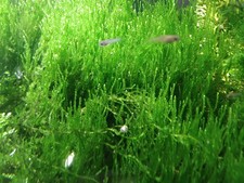 Großes Moosgitter 8x8cm mit viel Flammenmoos - Aquarium, Aquarienpflanzen