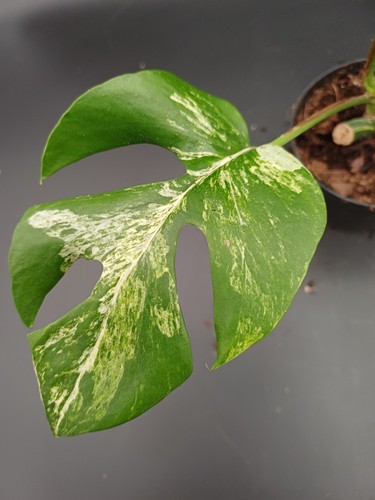Sale rhaphidophora - sale,