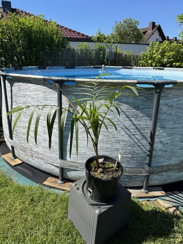 Chamaedorea radicalis - , –