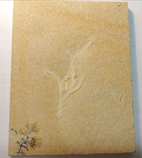 Solnhofener Fossil - Pflanze - original - unikat