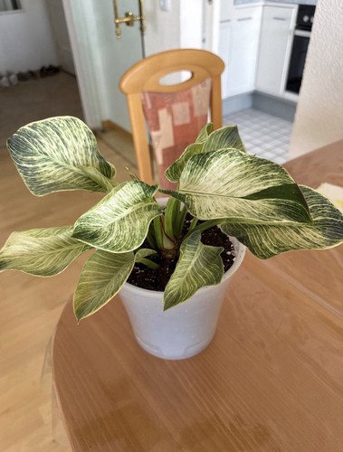 Philodendron zimmerpflanze - philodendron,