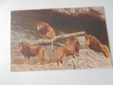 AK Carl Hagenbecks Tierpark,Stellingen. Offene Löwenschlucht. nicht gel.