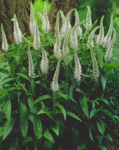 Veronica longifolia - 1,