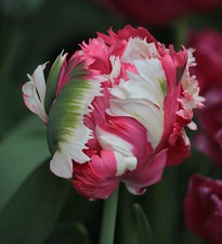10 Papageien Tulpen Estella Rijnveld Blumenzwiebeln Lieferbar ab 9.9.