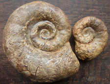 Ammonit Fossilien Jura Lias