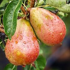 Clairgeaus Butterbirne