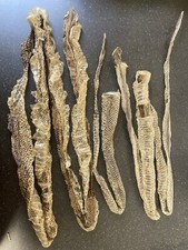 Schlangenhaut Hexerei