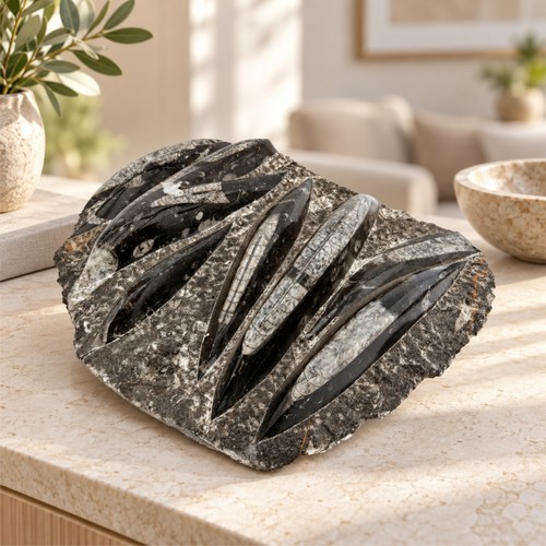 Orthoceras fossil platte cm - 20,