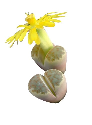 Kakteen samen lithops - kakteen,