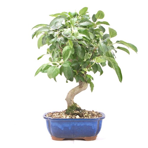 Bonsai zierapfel malus - zierapfel, spec.'