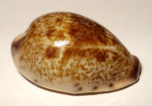 Meeresschnecke cypraea walkeri - cypraea,