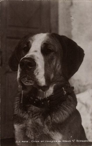 Hund bernhardiner - bernhardiner,
