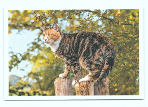 Postkarte katze - 47'',