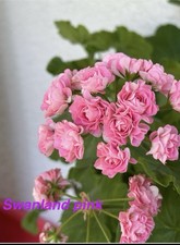 Swanland Pink Rosebud