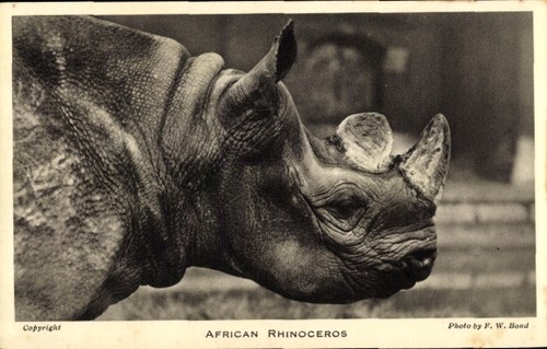 Afrikanisches rhinozeros - ak,