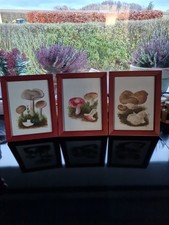 Orginale Aquarelle Pilze, Walter Früh 1855-1944, Schweiz, 21x27, sehr dekorativ