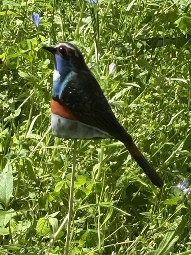 Blaukehlchen zaunhocker - blaukehlchen,