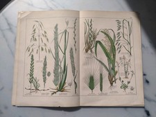 Antiker botanischer Druck 1887