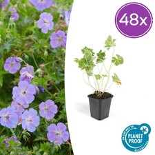 Geranie 'Rozanne'