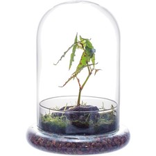 Glaskuppel Glasglocke Deko