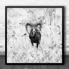 Mufflon Natur Wildlife Hörner