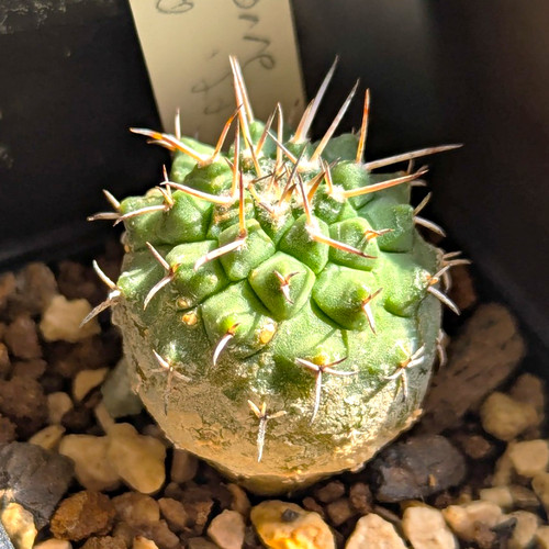 Strombocactus corregidorae