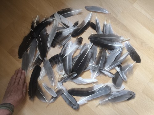 Mittlere länge gans - mittlere,