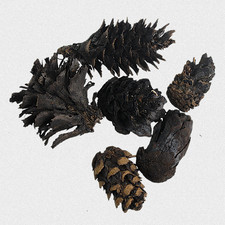 Fossil 6 STK Zapfen Kiefer &