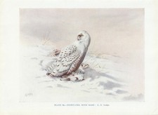 Schneeeule (Bubo scandiacus) mit Beute KUNSTDRUCK von 1930 Snowy-Owl