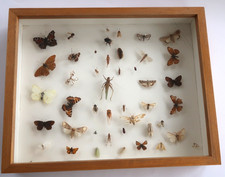 VINTAGE INSEKTEN PRÄPERTAT HOLZ SCHAUKASTEN SAMMELOBJEKT 70er