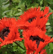 Türkischer Mohn Türkenlouis