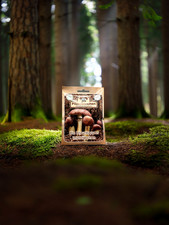 Bio Braunkappe Impfdübel