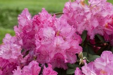 Rhododendron Hybr. 'Haithabu', Rhododendron, rosa, 30–40 cm