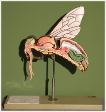 Arbeitsbiene, Honigbiene, Apis mellifera, aus SOMSO-Plast-Schnittmodel 1980.er