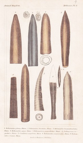 Belemnites fossilien fossiles - belemnites,