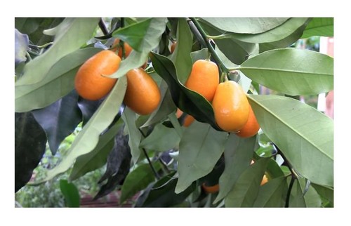Fortunella spec kumquat - fortunella,