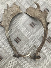 2x Hirschgeweih Gehörn