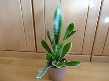 Großer, buschig gewachsener