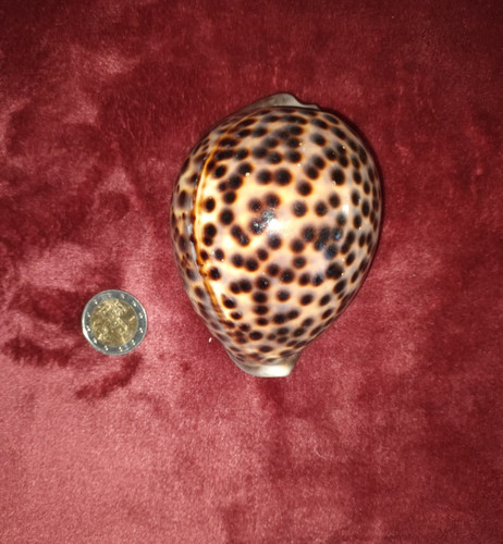 Riesige cypraea tigris - riesige,