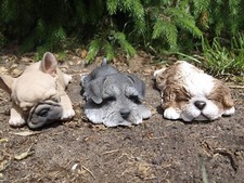 Bulldogge Shih Tzu Schnauzer